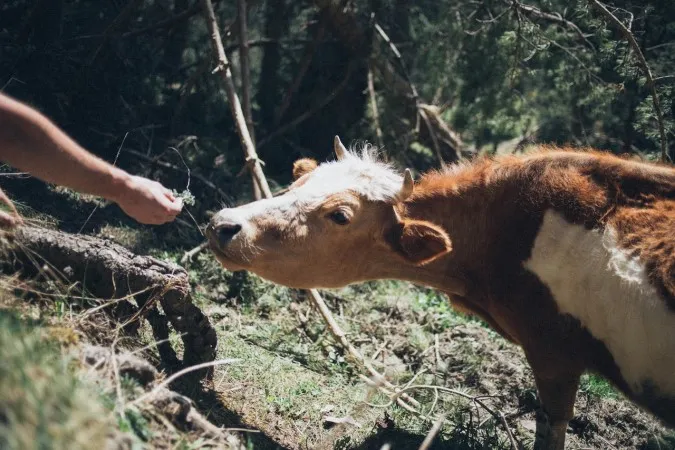 A photo of a person feeding a cow.